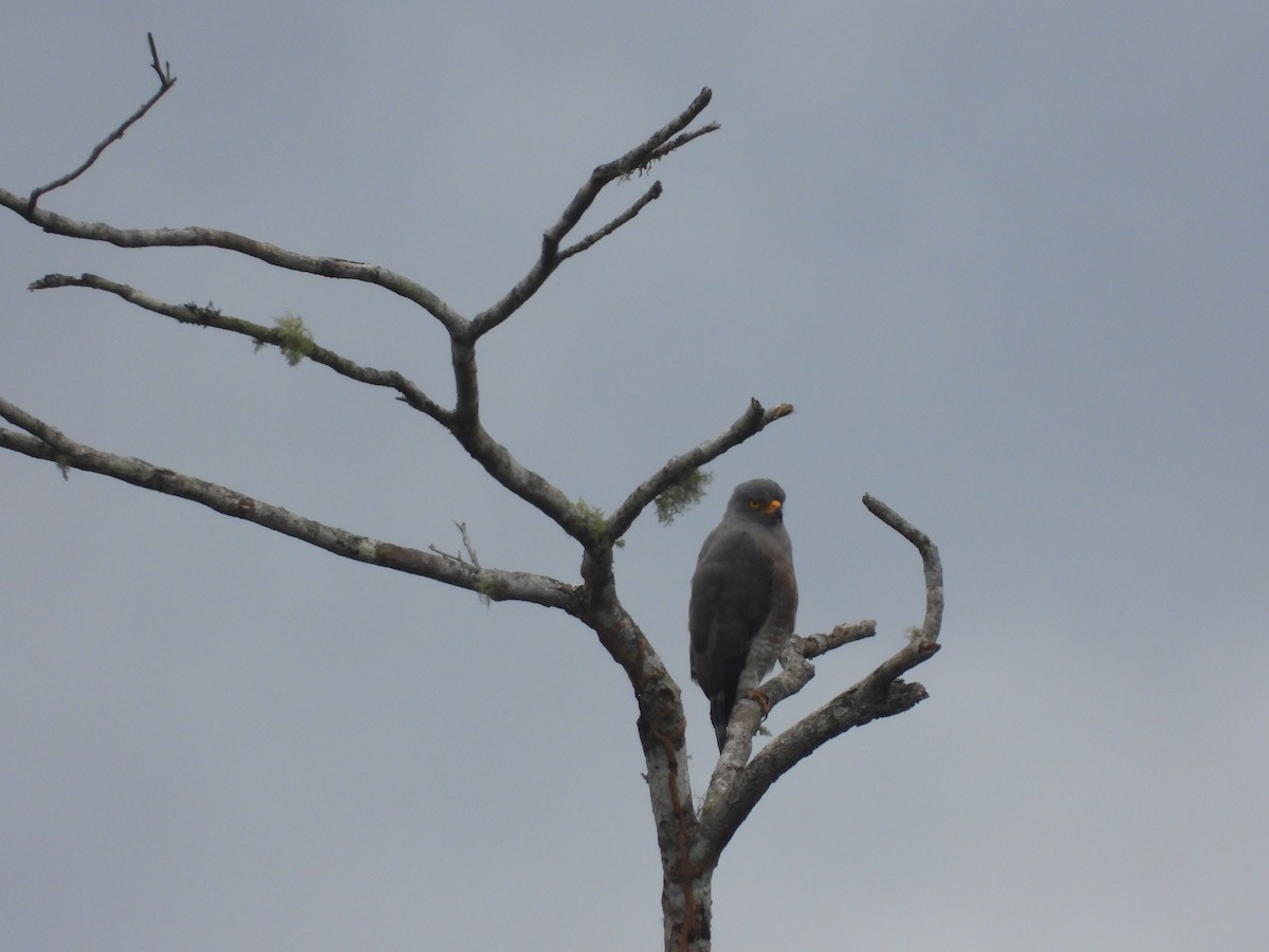 Roadside Hawk - Andy Ruiz Peña