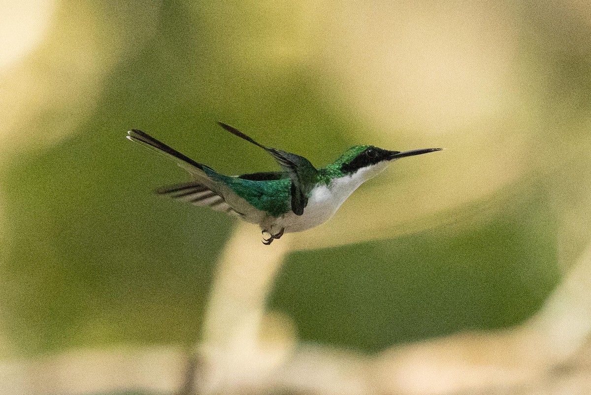 Purple-crowned Fairy - ML572919781