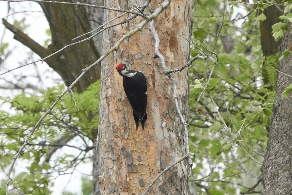 Pileated Woodpecker - ML572919901