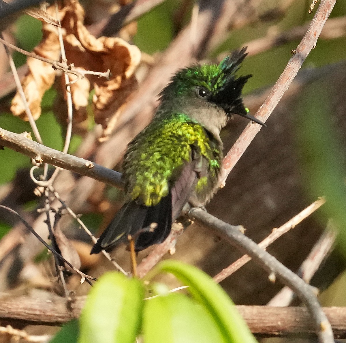 Antillean Crested Hummingbird - ML572920241