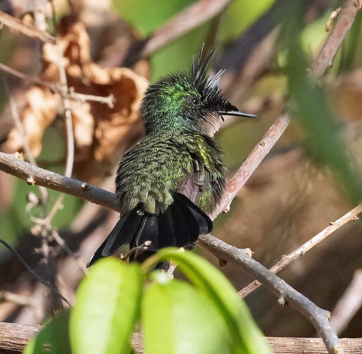 Antillean Crested Hummingbird - ML572920551
