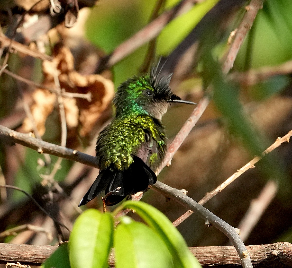 Antillean Crested Hummingbird - ML572920561