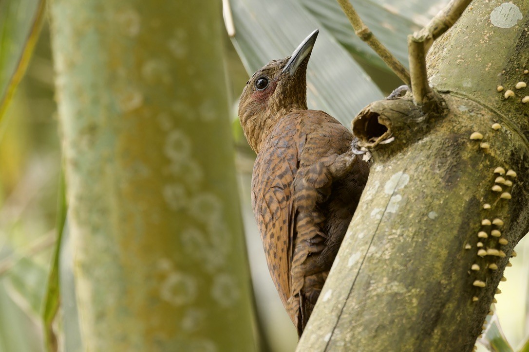 Rufous Woodpecker - ML572921261