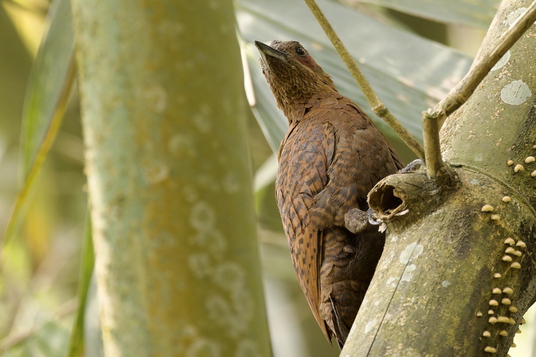 Rufous Woodpecker - ML572921271