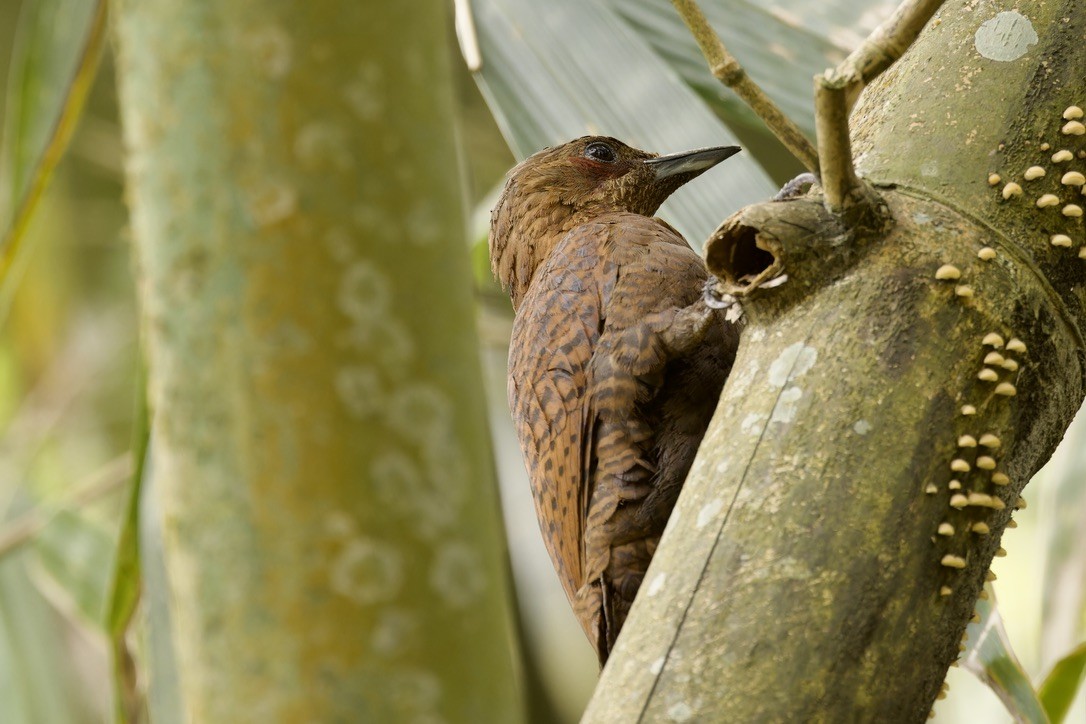 Rufous Woodpecker - Ted Burkett