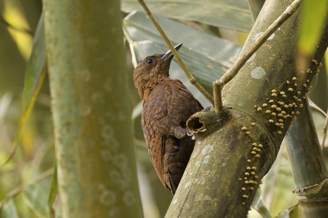 Rufous Woodpecker - ML572921291