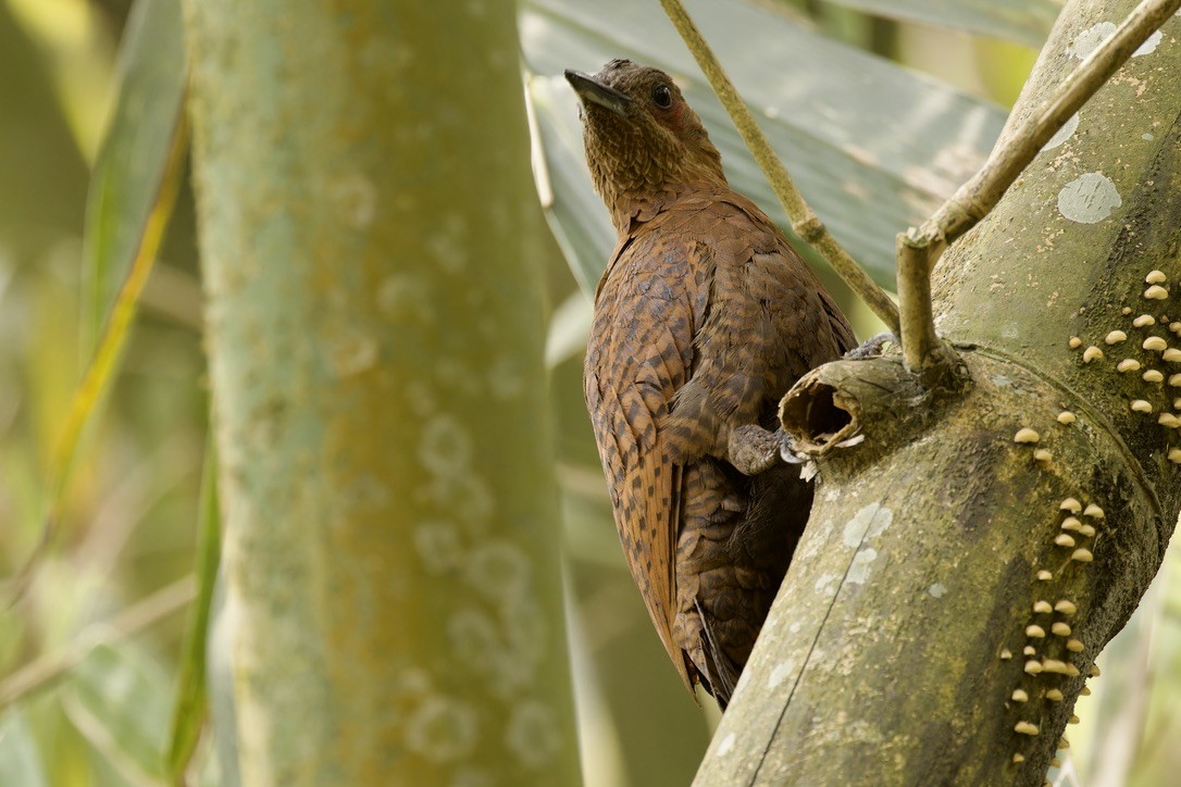 Rufous Woodpecker - ML572921301