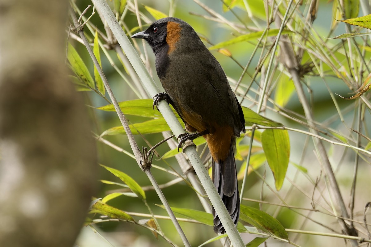 Rufous-necked Laughingthrush - ML572921801