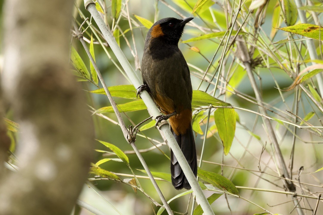 Rufous-necked Laughingthrush - ML572921811