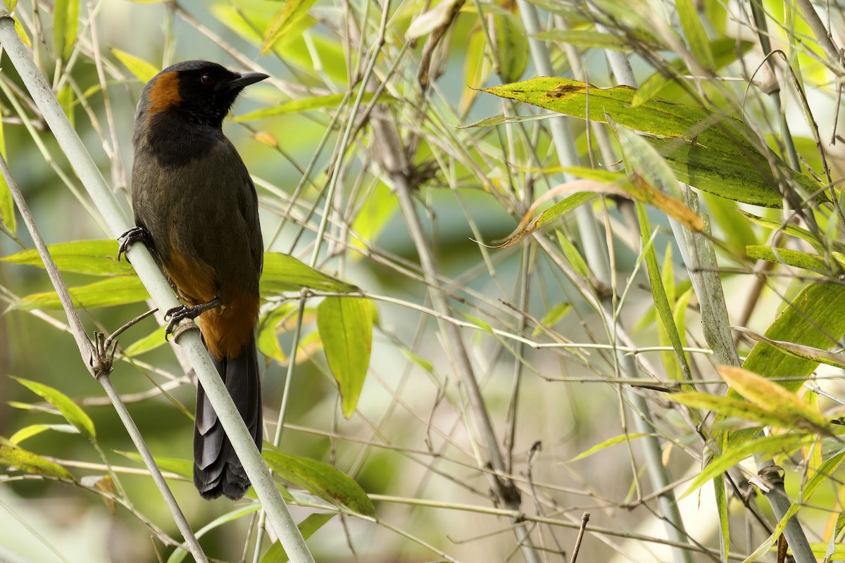 Rufous-necked Laughingthrush - ML572921821