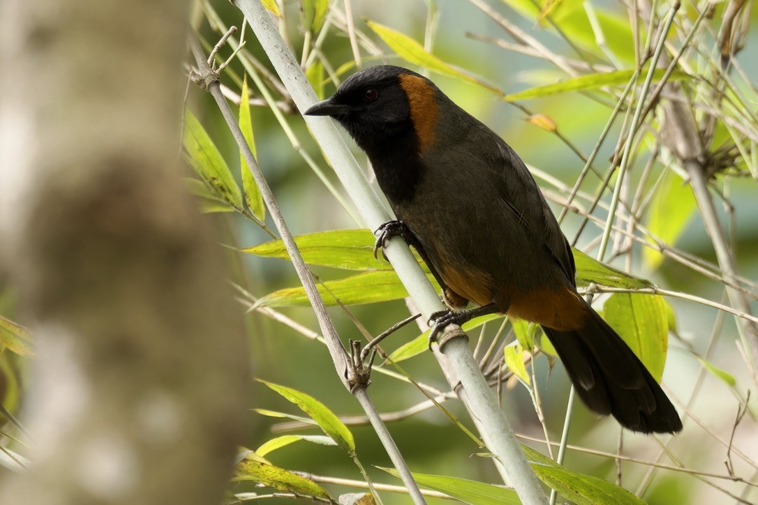 Rufous-necked Laughingthrush - ML572921831