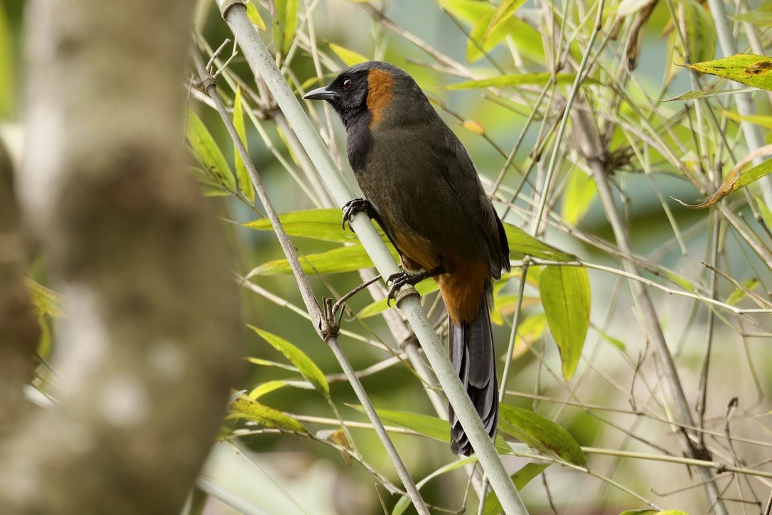 Rufous-necked Laughingthrush - ML572921841