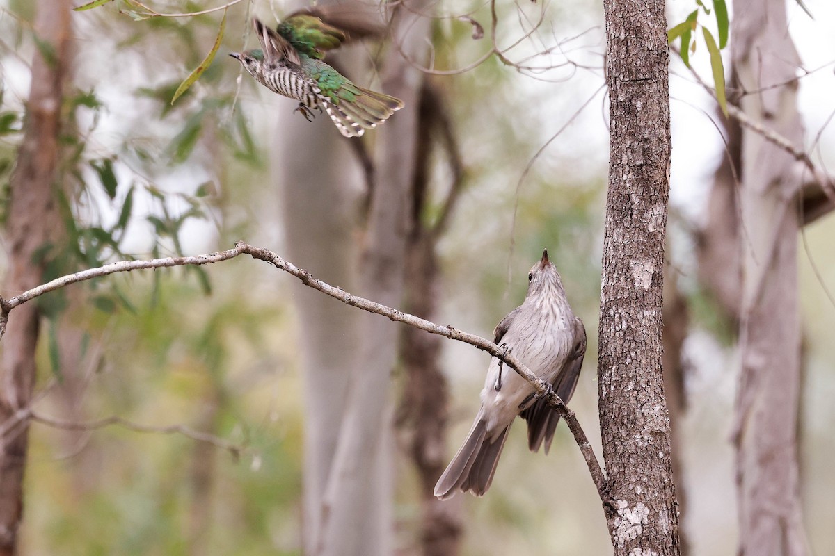 Gray Shrikethrush - ML572922161