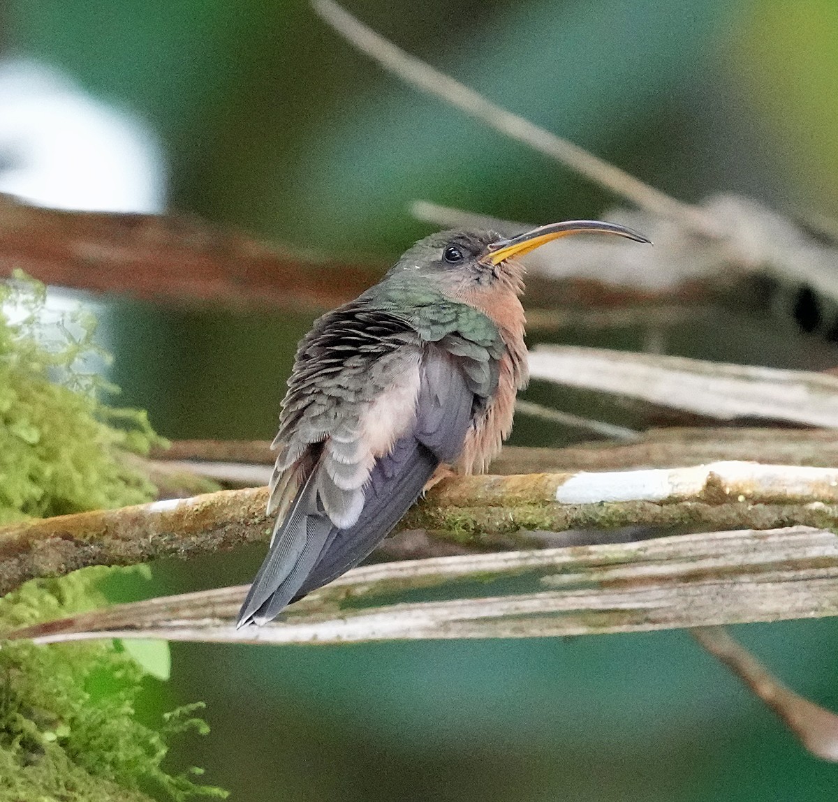 Rufous-breasted Hermit - ML572922671