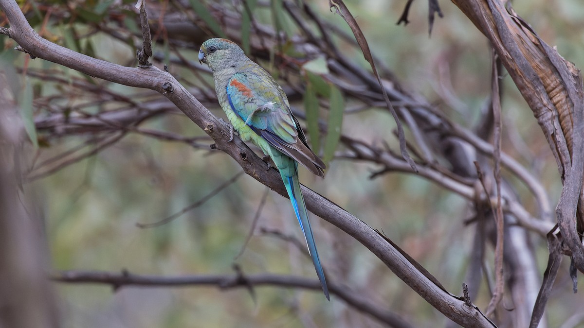 Разноцветный попугайчик - ML572924361
