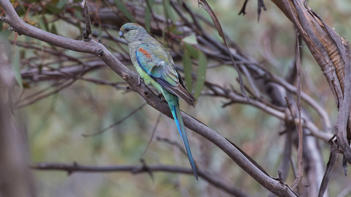 Mulga Parrot - ML572924361