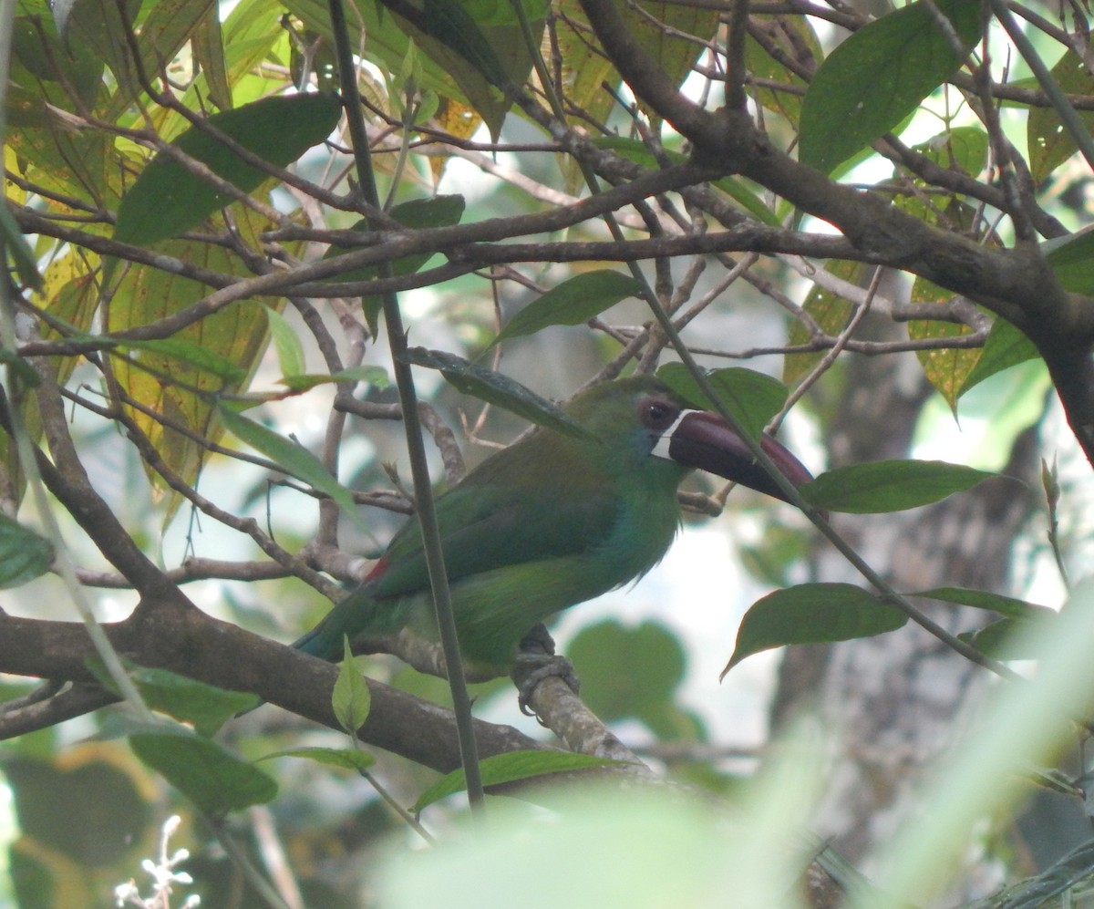 Crimson-rumped Toucanet - ML572924451