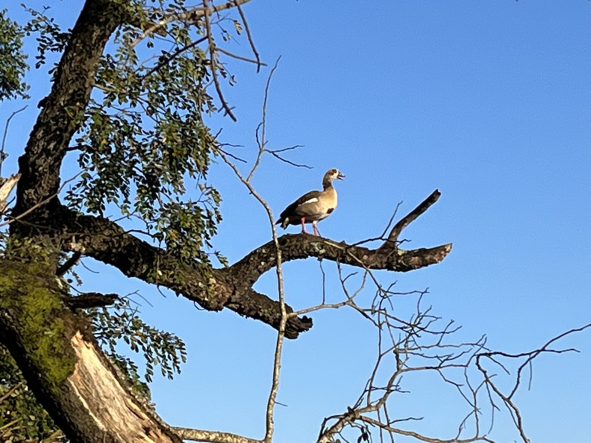 Egyptian Goose - ML572925401