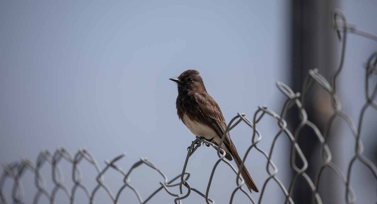 Black Phoebe - ML572925671