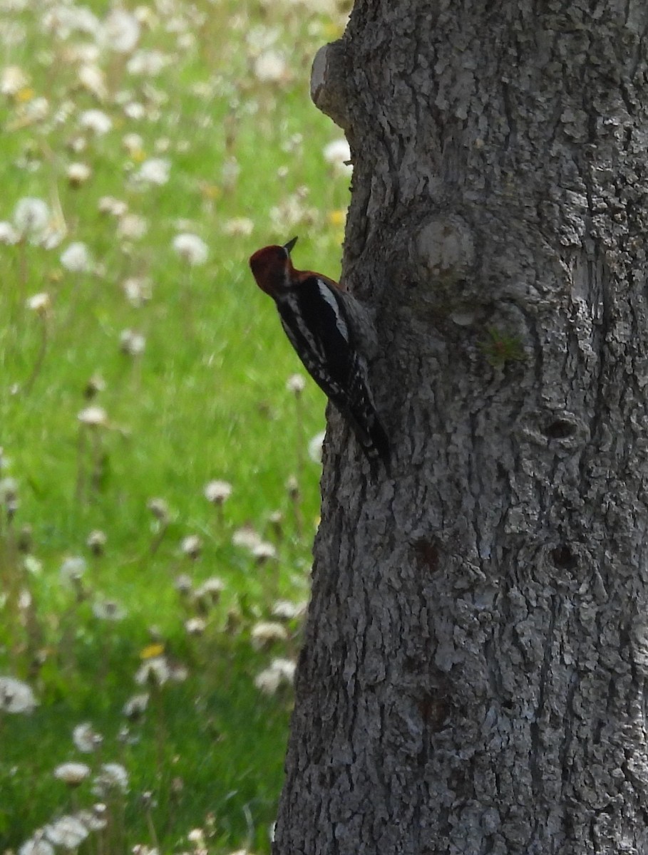 Red-breasted Sapsucker - hola avis