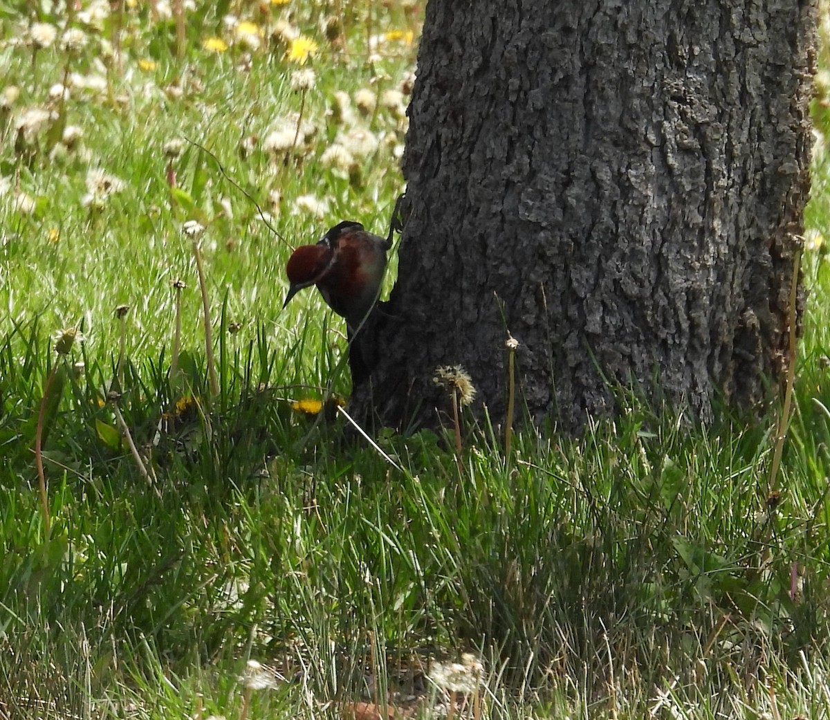 Red-breasted Sapsucker - hola avis