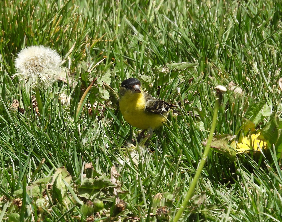 Lesser Goldfinch - ML572926881