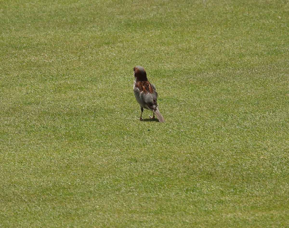 House Sparrow - ML572926931