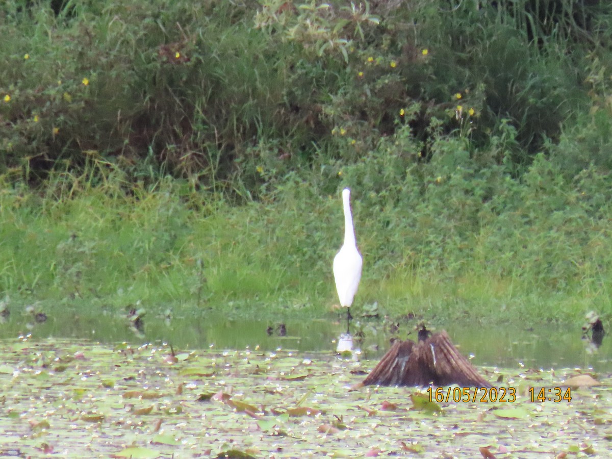 Great Egret - ML572927631