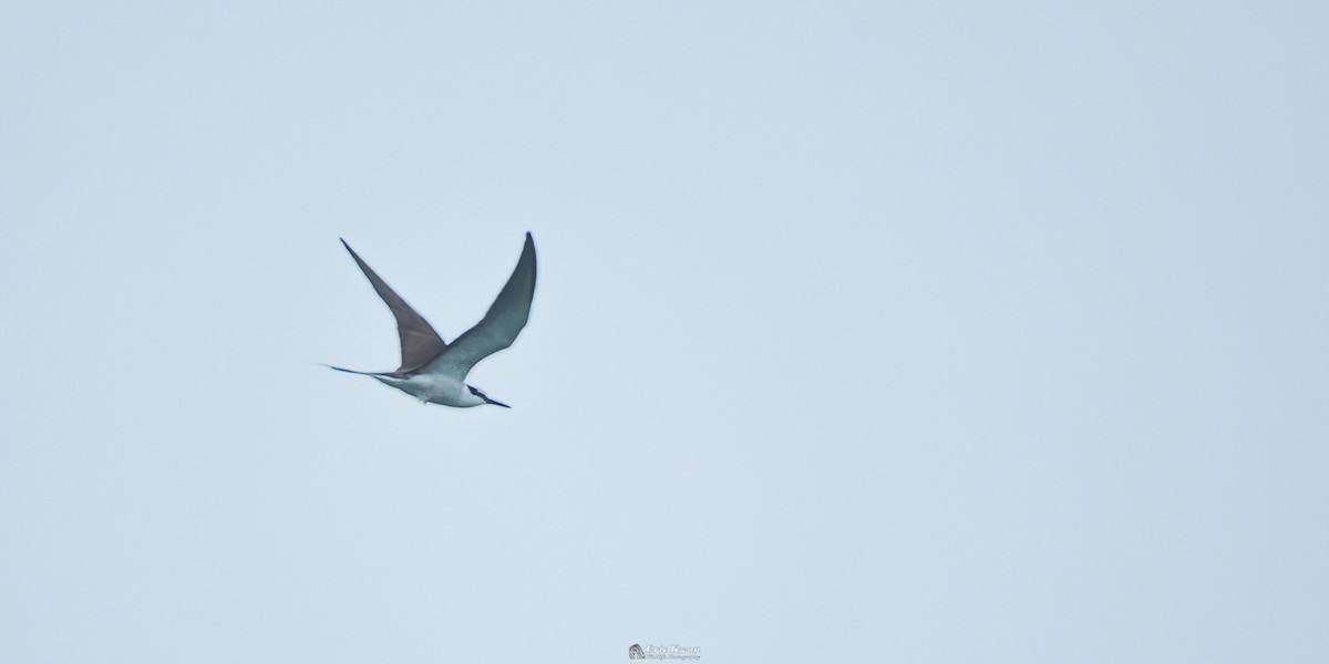 Bridled Tern - ML572928111