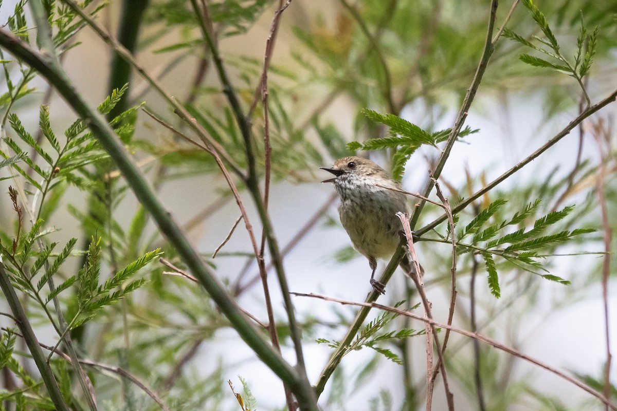 Brown Thornbill - James Bennett