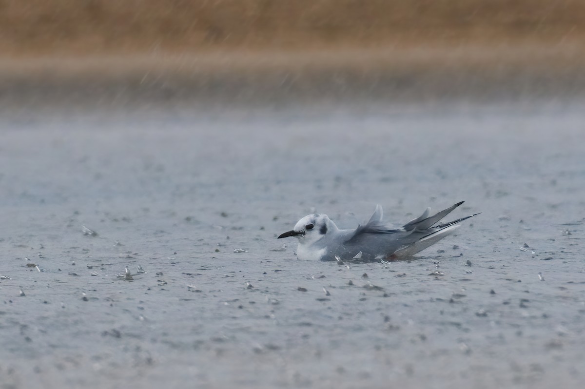 Bonaparte's Gull - ML572931101