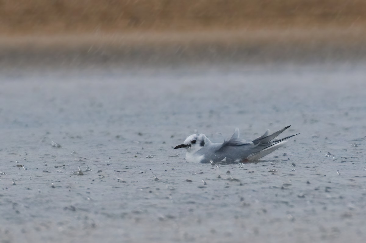 Mouette de Bonaparte - ML572931101