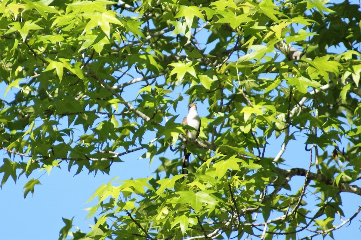 Yellow-billed Cuckoo - Hunter Walters