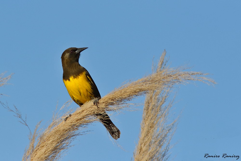 Brown-and-yellow Marshbird - ML572931811