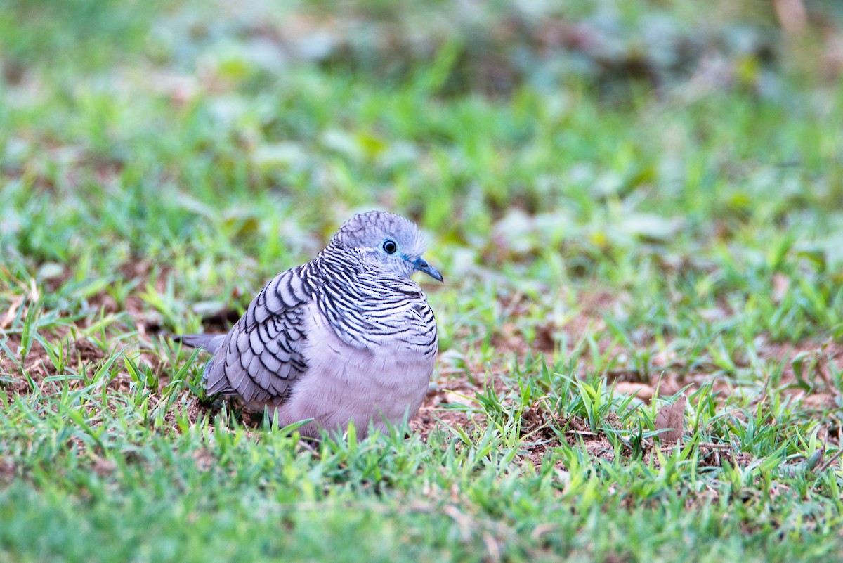 Peaceful Dove - ML572933241