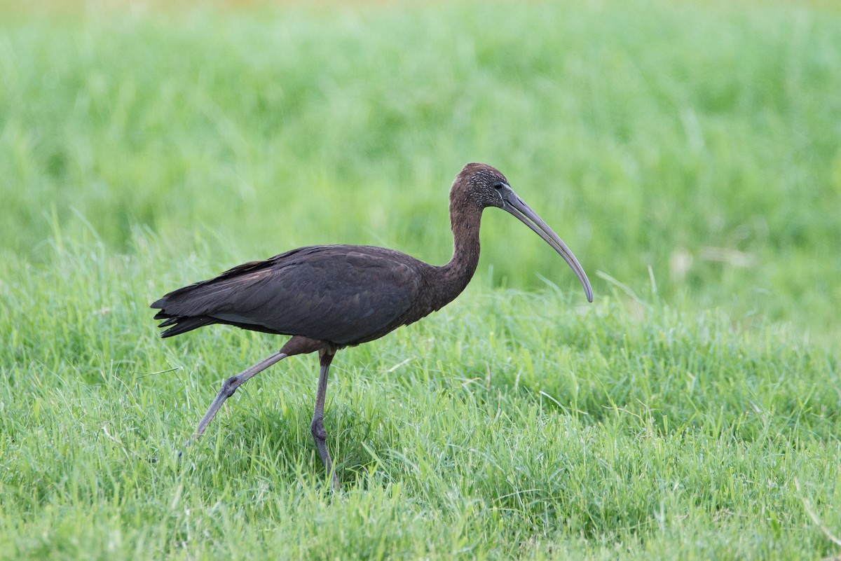 Glossy Ibis - ML572933271