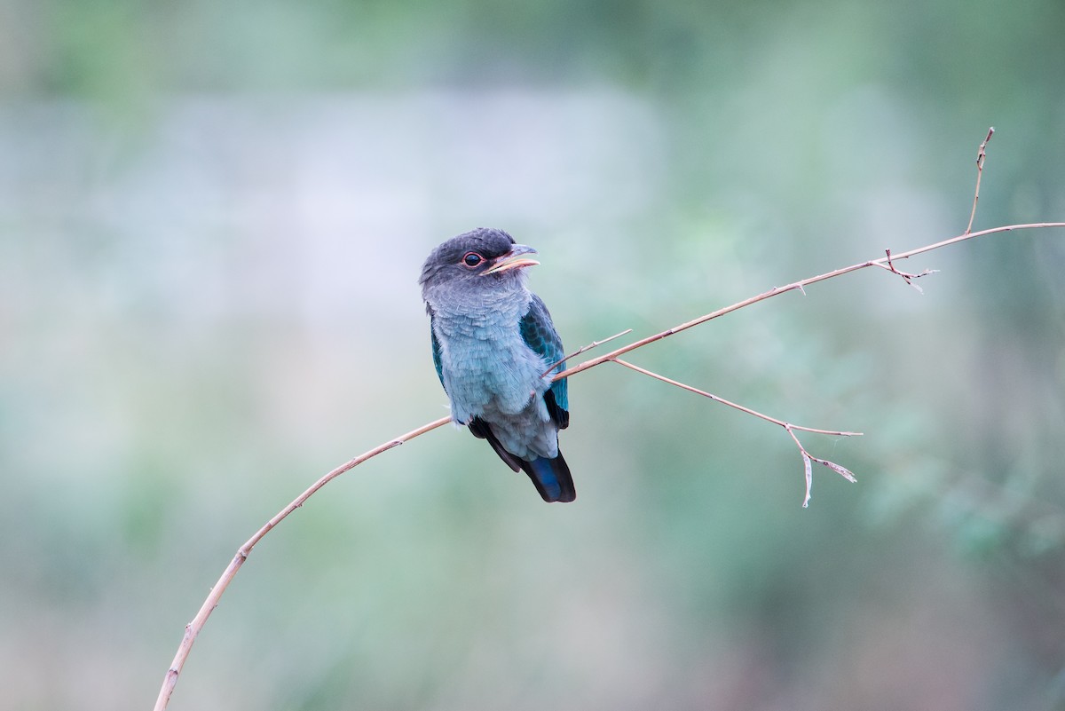 Dollarbird - ML572933351