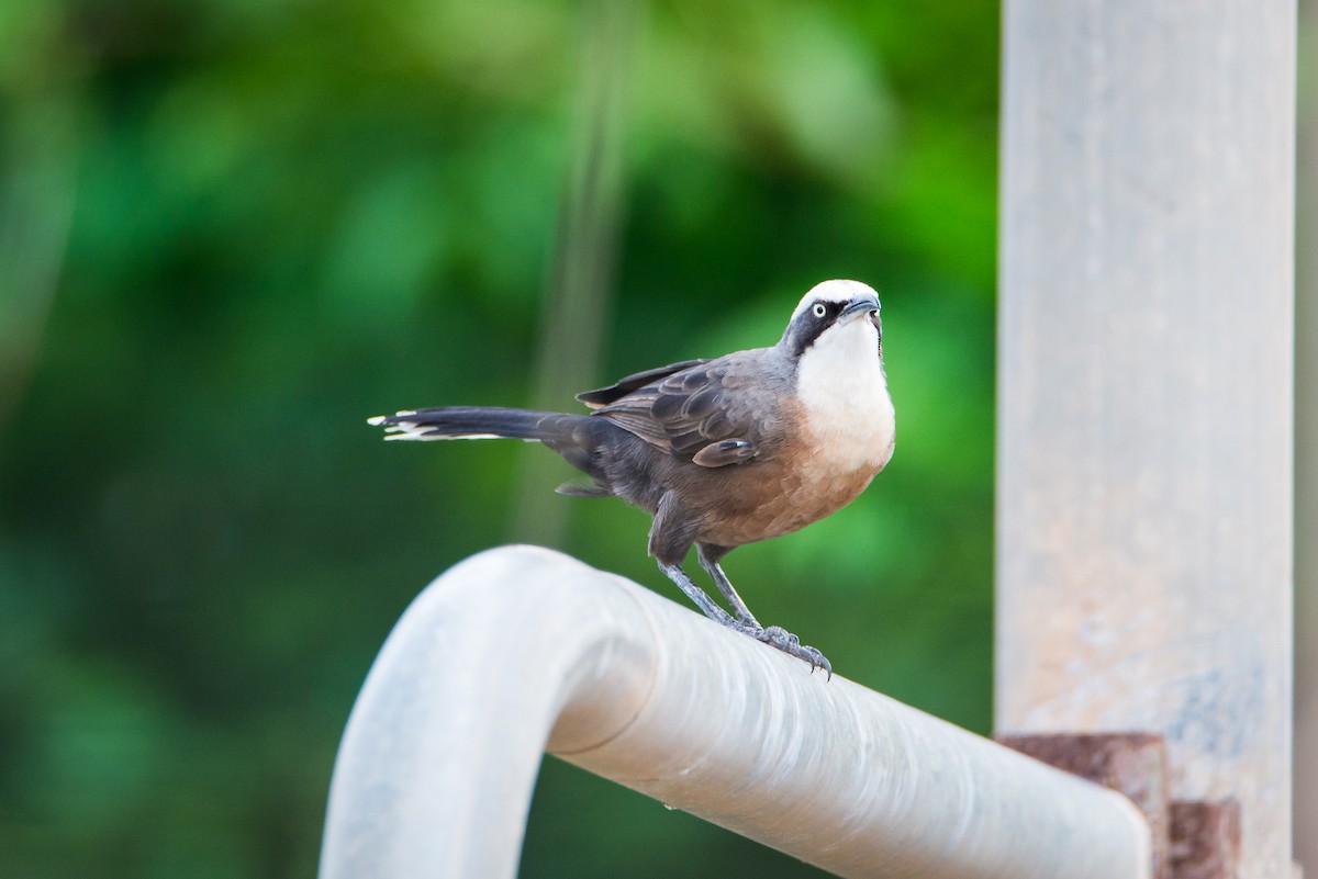 Gray-crowned Babbler - ML572933661