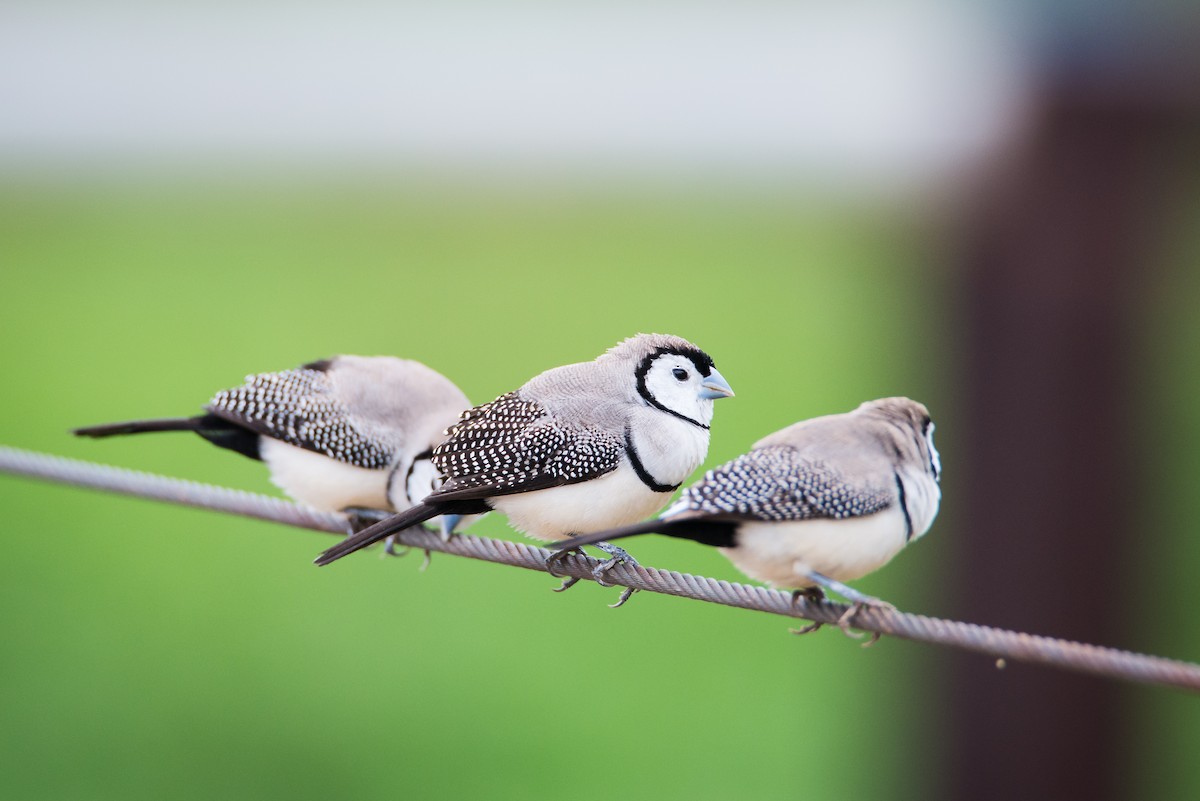 Double-barred Finch - ML572933961