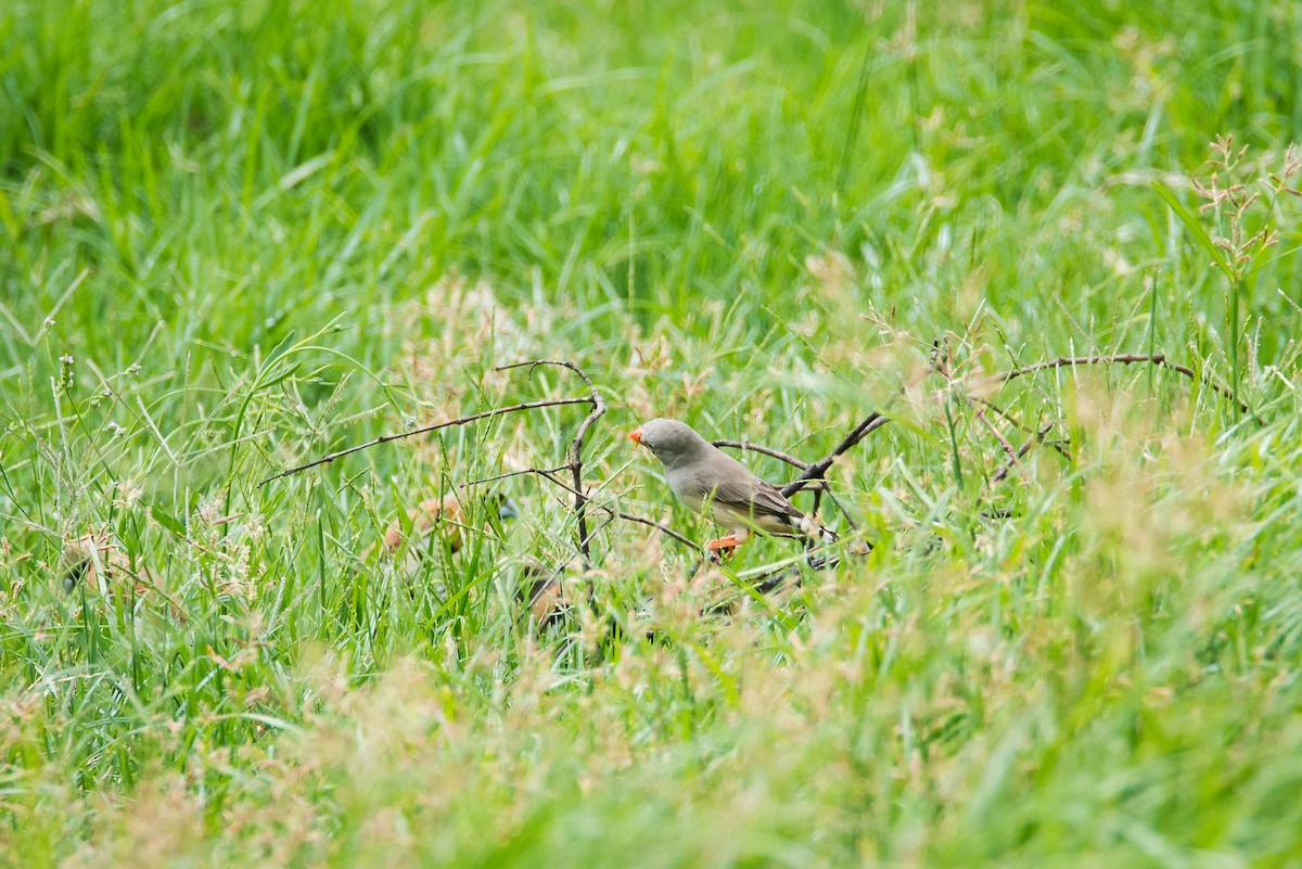 Zebra Finch - ML572934201