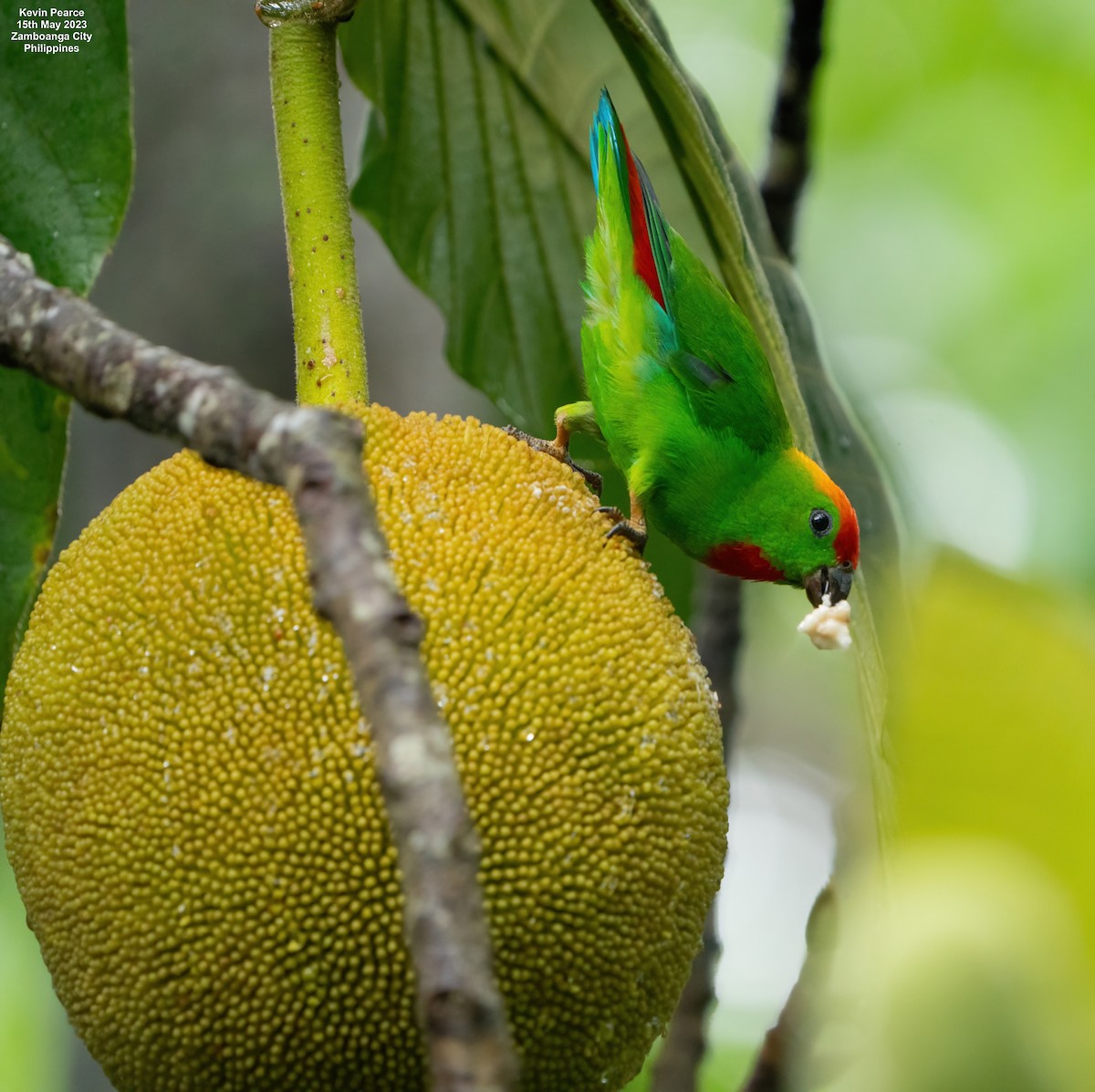 Black-billed Hanging-Parrot - ML572934531