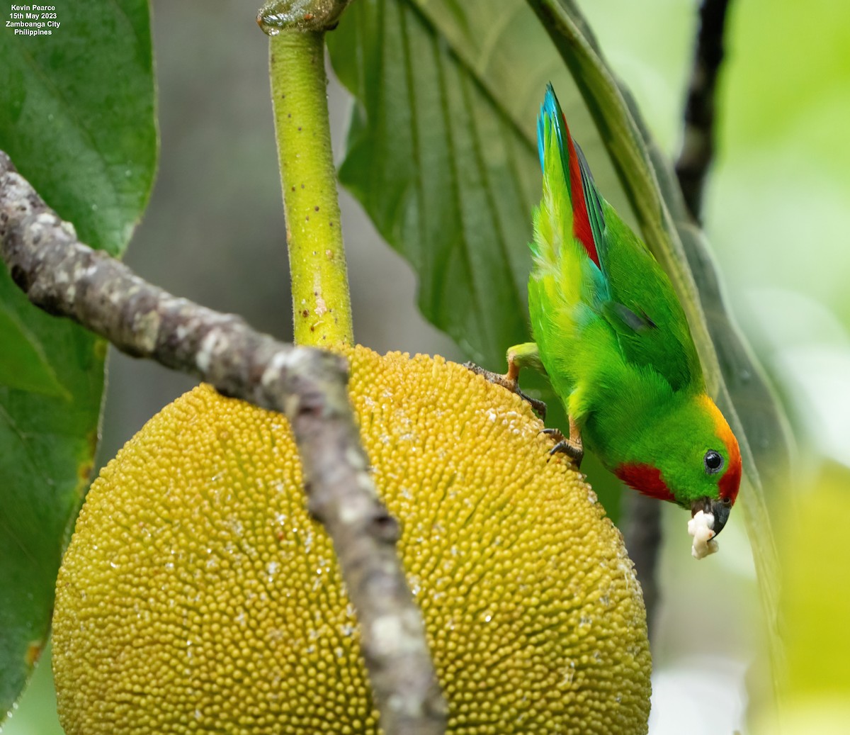 Black-billed Hanging-Parrot - ML572934541