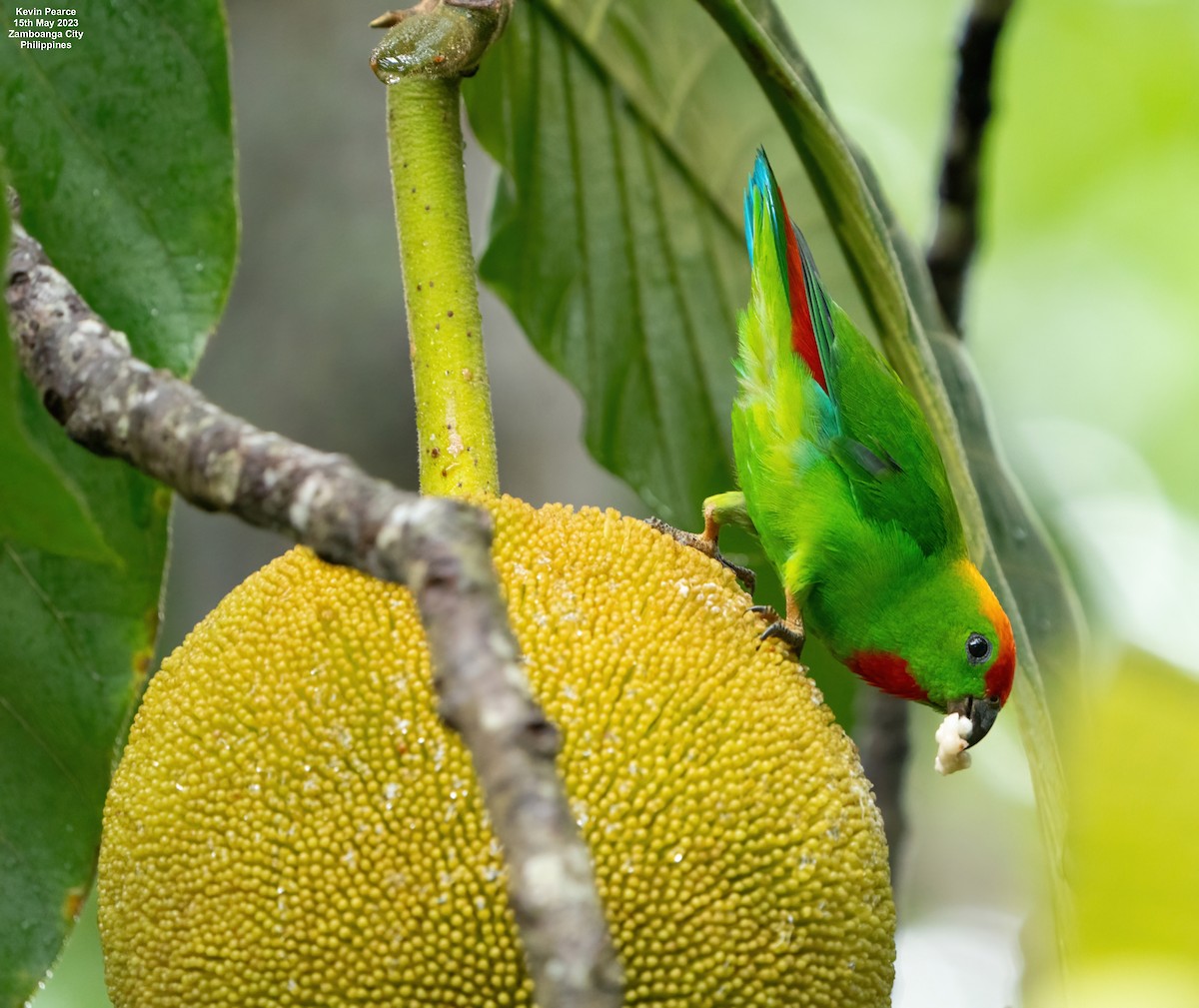 Black-billed Hanging-Parrot - ML572934551
