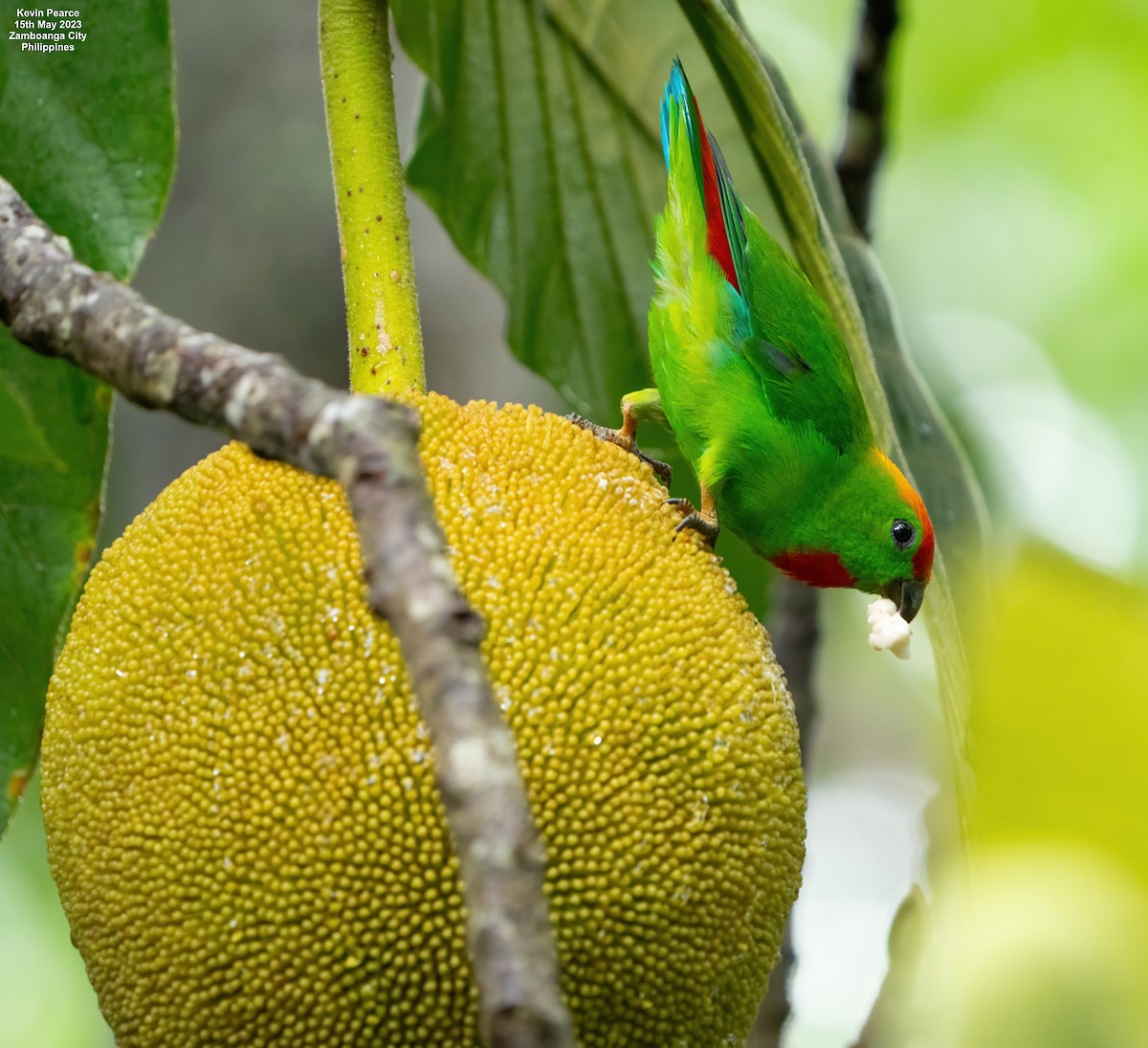 Black-billed Hanging-Parrot - ML572934561