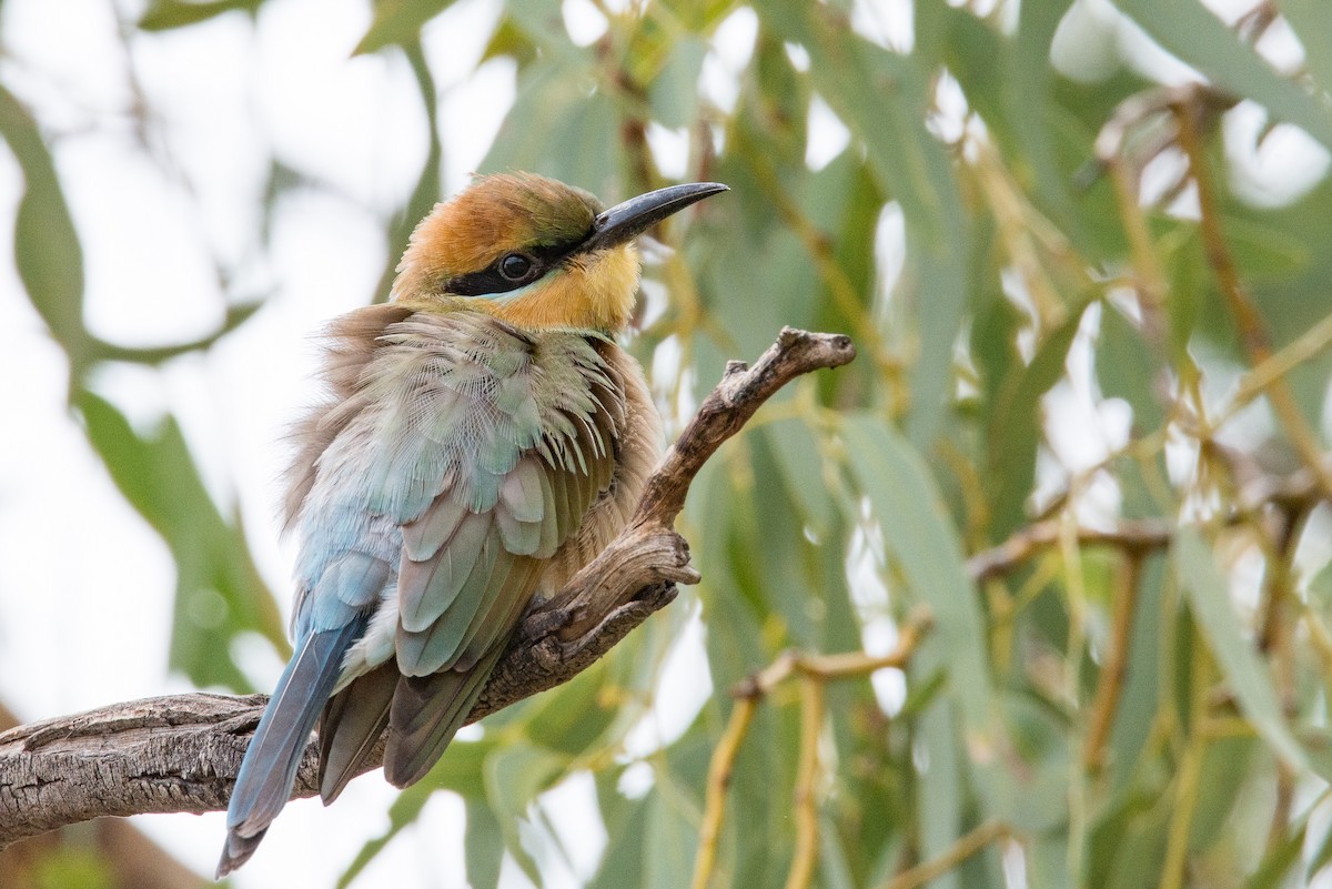 Rainbow Bee-eater - Jan Lile