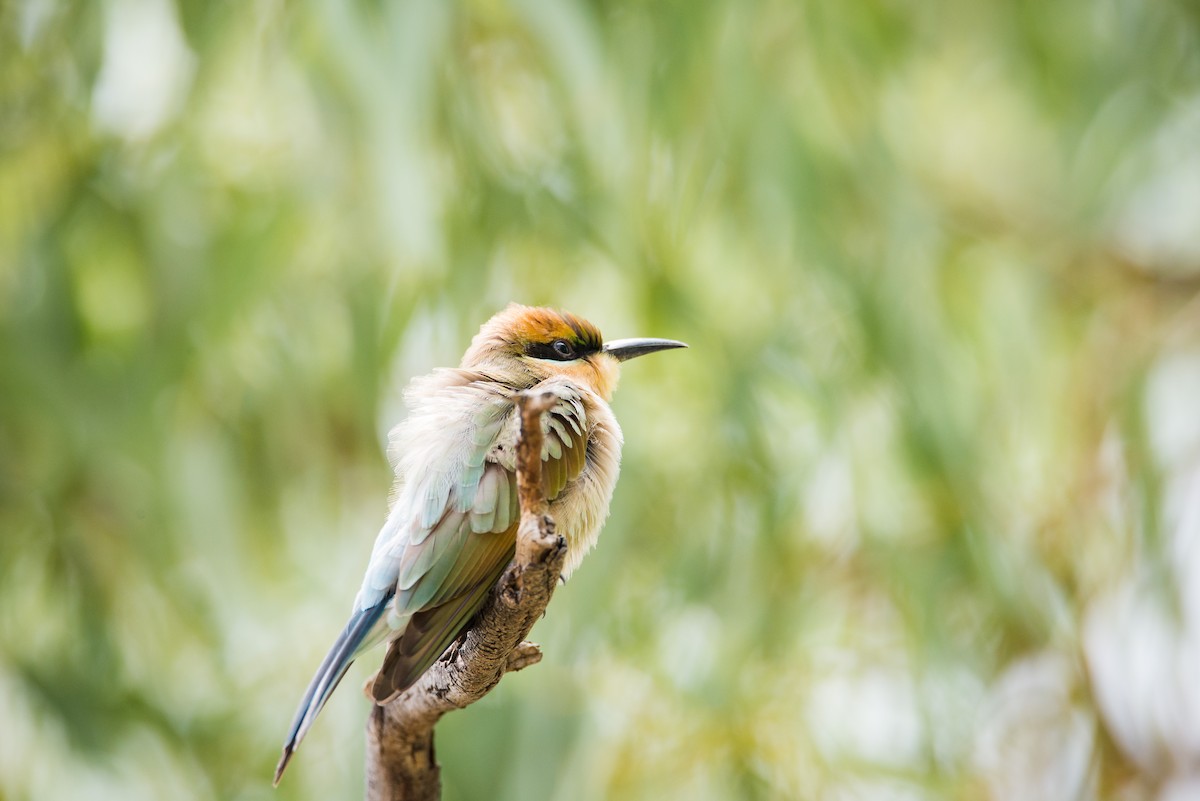 Rainbow Bee-eater - Jan Lile