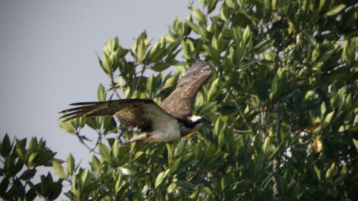 Balbuzard pêcheur - ML572934911