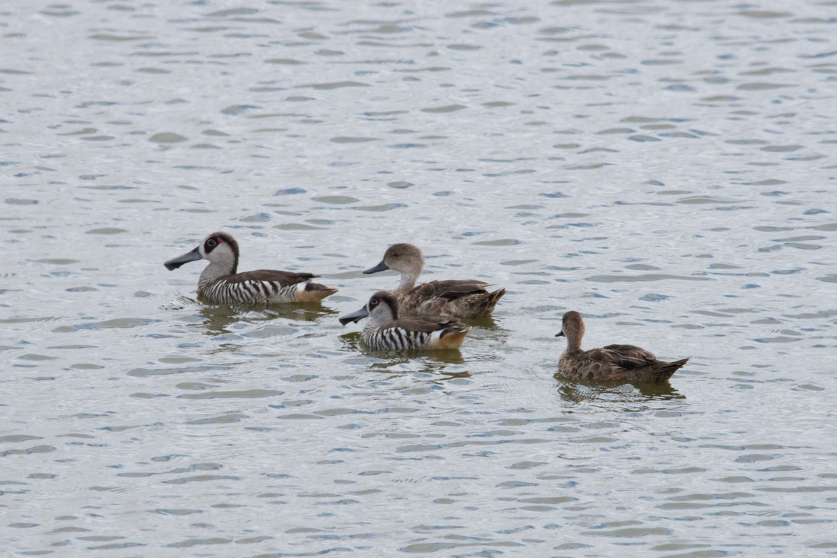 Pink-eared Duck - ML572935361