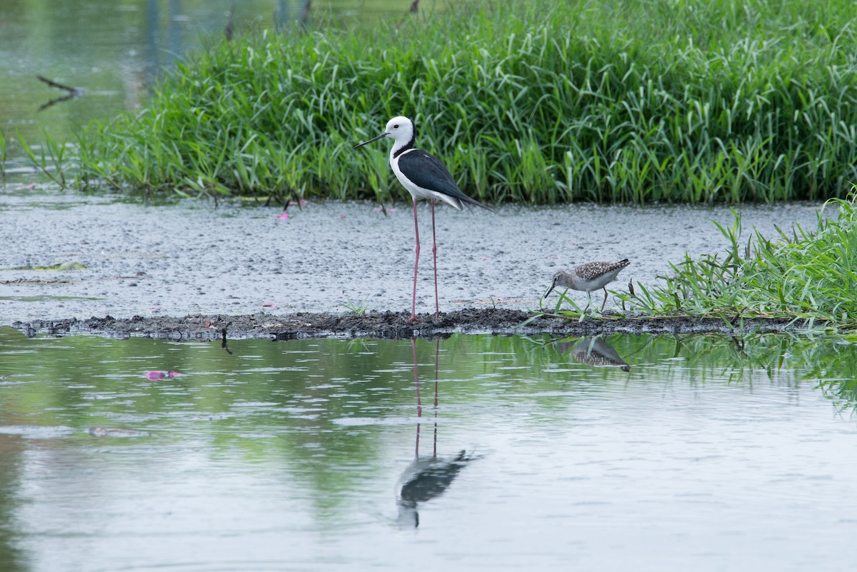 Wood Sandpiper - ML572935681