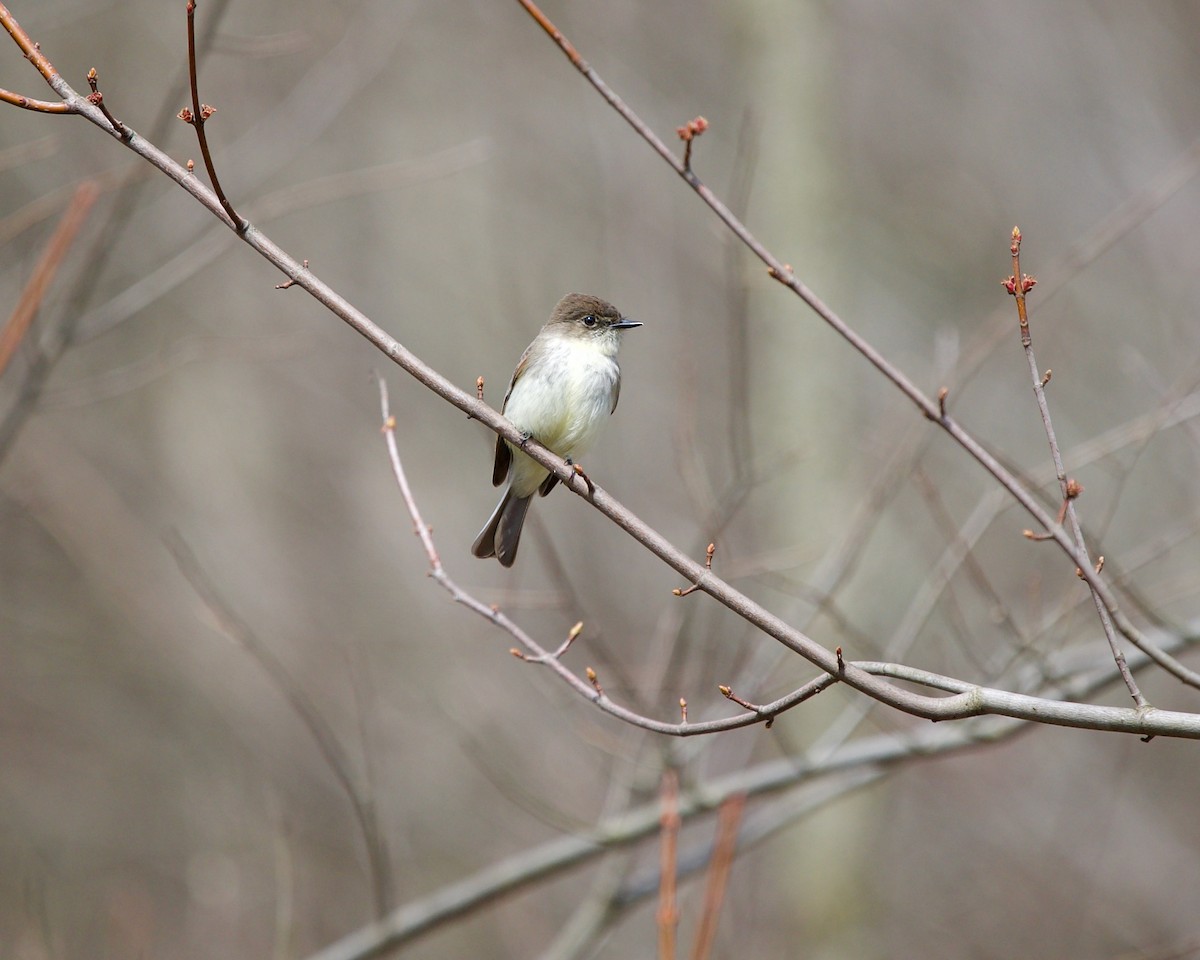 Eastern Phoebe - ML572935711